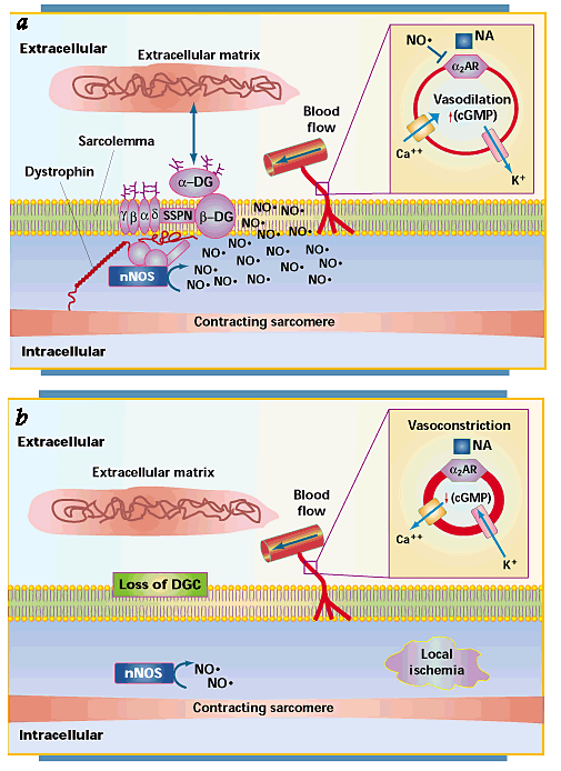 No Vascular Control In Duchenne Muscular Dystrophy Nature Medicine