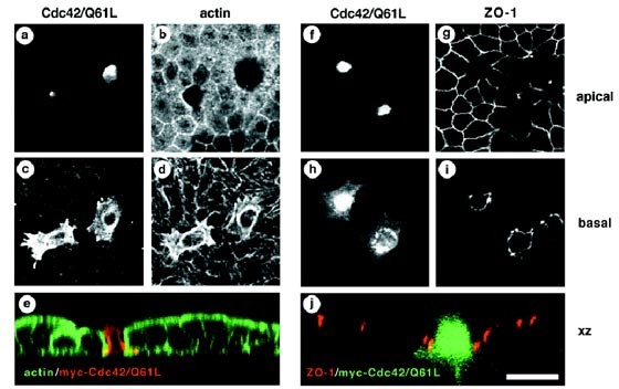 Cdc42 Controls Secretory And Endocytic Transport To The Basolateral Plasma Membrane Of Mdck Cells Nature Cell Biology