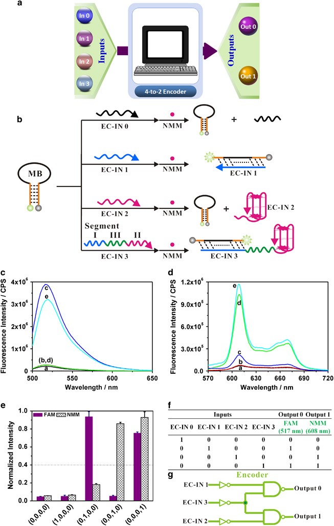 A) Fluorescence intensity of NMM at 608 nm in the presence of distinct