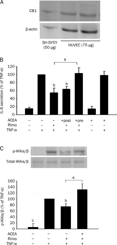Rimonabant inhibits TNF-α-induced endothelial IL-6 secretion via CB1  receptor and cAMP-dependent protein kinase pathway | Acta Pharmacologica  Sinica