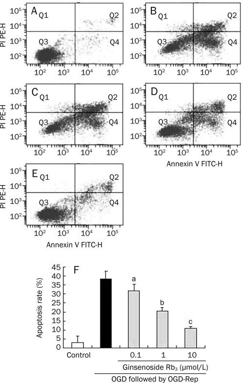 Protective Effects Of Ginsenoside Rb 3 On Oxygen And Glucose Deprivation Induced Ischemic Injury In Pc12 Cells Acta Pharmacologica Sinica Protective Effects Of Ginsenoside Rb 3 On Oxygen And Glucose Deprivation Induced Ischemic Injury In Pc12 Cells Acta Pharmacologica Sinica