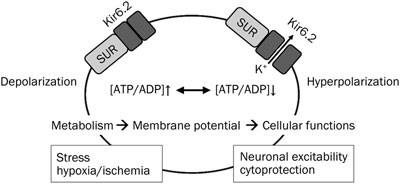 Neuroprotective role of ATP-sensitive potassium channels in cerebral  ischemia | Acta Pharmacologica Sinica
