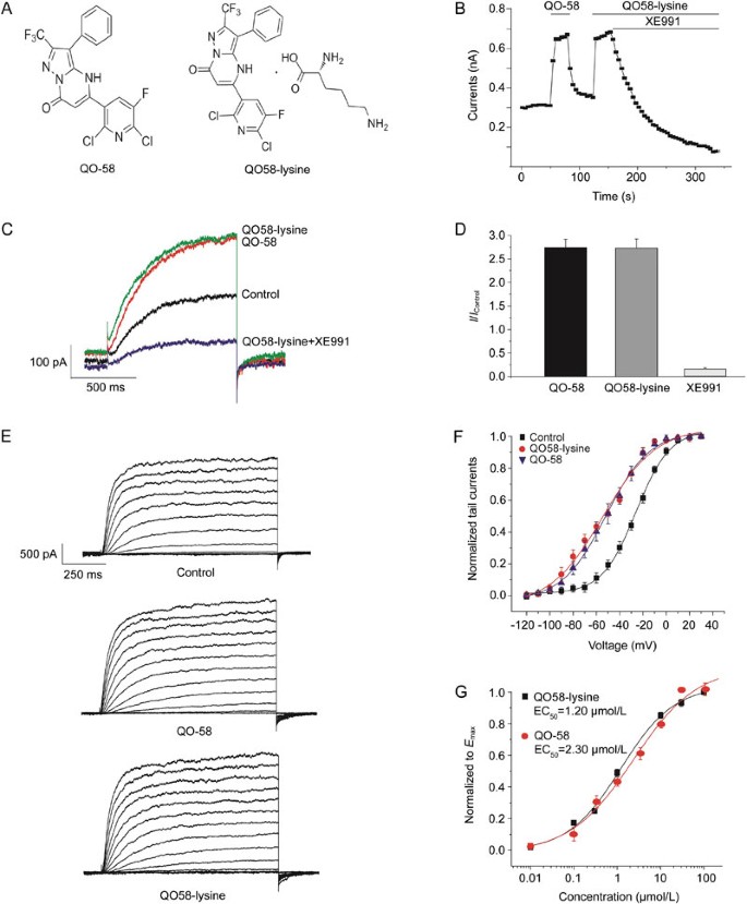 Activation Of Neuronal Kv7 Kcnq M Channels By The Opener Qo58 Lysine And Its Anti Nociceptive Effects On Inflammatory Pain In Rodents Acta Pharmacologica Sinica