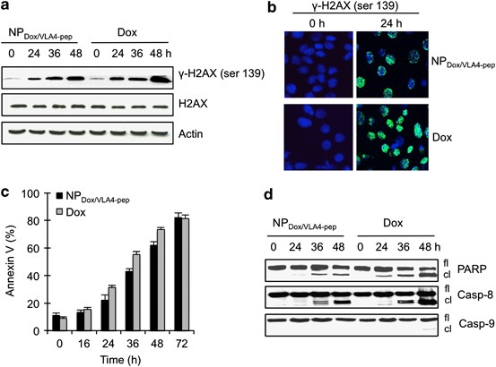 Rationally Engineered Nanoparticles Target Multiple Myeloma Cells Overcome Cell Adhesion Mediated Drug Resistance And Show Enhanced Efficacy In Vivo Blood Cancer Journal Rationally Engineered Nanoparticles Target Multiple Myeloma Cells Overcome Cell Adhesion Mediated Drug Resistance And Show Enhanced Efficacy In Vivo Blood Cancer Journal