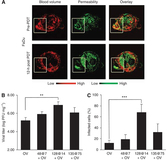 Photodynamic Therapy Augments The Efficacy Of Oncolytic Vaccinia Virus Against Primary And Metastatic Tumours In Mice British Journal Of Cancer