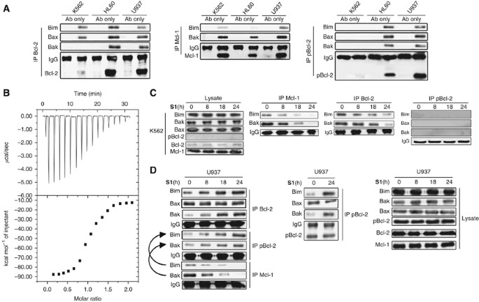 An antiapoptotic Bcl-2 family protein index 