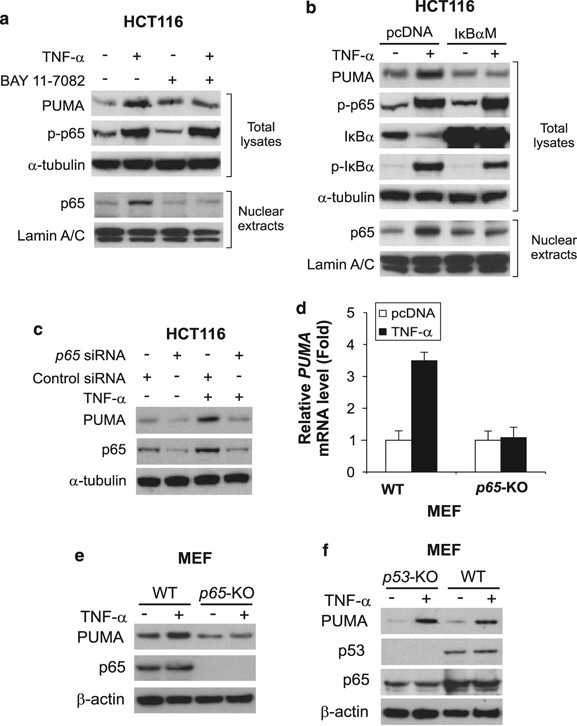 PUMA is directly activated by NF-κB and contributes to TNF-α-induced  apoptosis | Cell Death & Differentiation