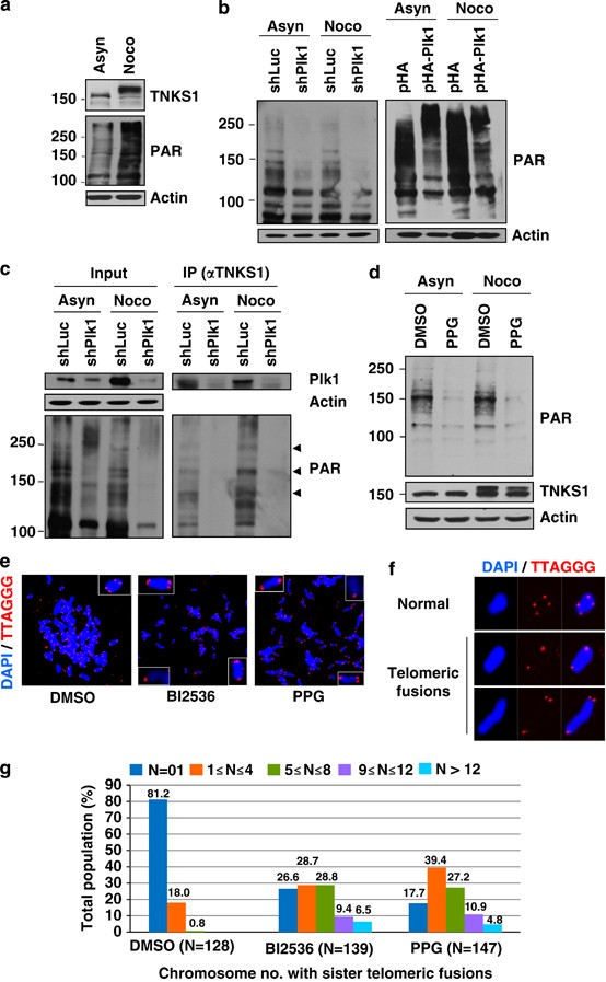 Tankyrase-1 function at telomeres and during mitosis is regulated by Polo-like  kinase-1-mediated phosphorylation | Cell Death & Differentiation