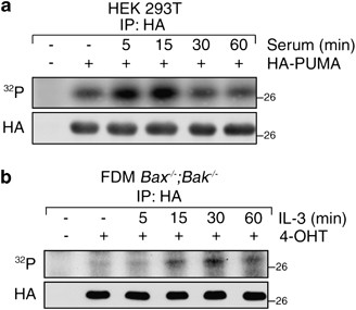 puma cell signaling