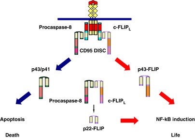 Regulation of CD95/Fas signaling at the DISC | Cell Death & Differentiation