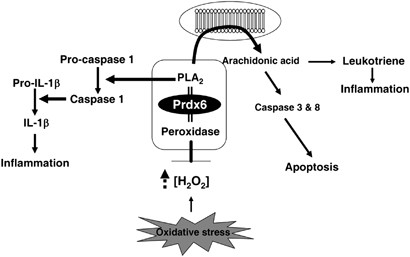 1-cys peroxiredoxin a biofunctional enzyme with glutathione peroxidase Glutathione-dependent depalmitoylation of phospholemman by 6: Cell Reports Functions of Peroxiredoxins and Their