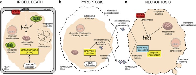 Programmed Cell Death In The Plant Immune System Cell Death Differentiation