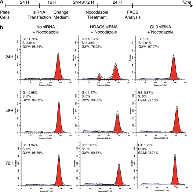 Hdac5 Is Required For Maintenance Of Pericentric Heterochromatin And Controls Cell Cycle Progression And Survival Of Human Cancer Cells Cell Death Differentiation