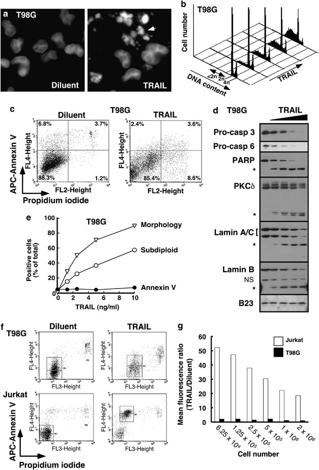 Phosphatidylserine Exposure During Apoptosis Reflects Bidirectional Trafficking Between Plasma Membrane And Cytoplasm Cell Death Differentiation