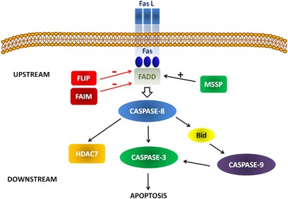 Role of caspase-8 in thymus function | Cell Death &amp; Differentiation