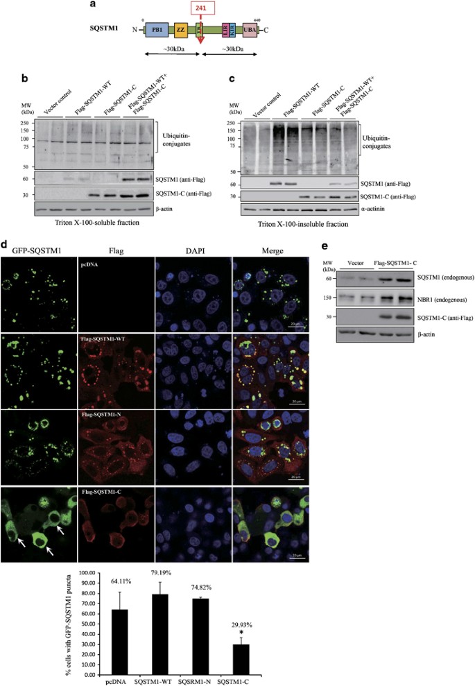 Dominant Negative Function Of The C Terminal Fragments Of Nbr1 And Sqstm1 Generated During Enteroviral Infection Cell Death Differentiation