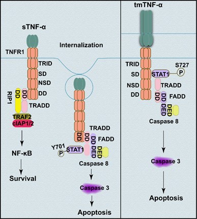 STAT1 mediates transmembrane TNF-alpha-induced formation of death-inducing  signaling complex and apoptotic signaling via TNFR1 | Cell Death &  Differentiation