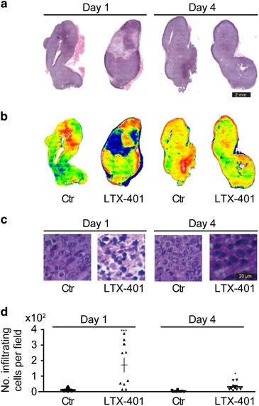 The Oncolytic Compound Ltx 401 Targets The Golgi Apparatus Cell Death Differentiation