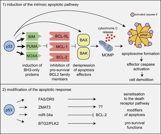 How does p53 induce apoptosis and how does this relate to p53-mediated  tumour suppression? | Cell Death & Differentiation