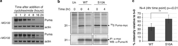 Phosphorylation of Puma modulates its apoptotic function by regulating  protein stability | Cell Death & Disease