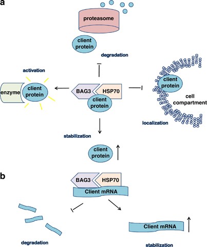 BAG3: a multifaceted protein that regulates major cell pathways | Cell  Death & Disease