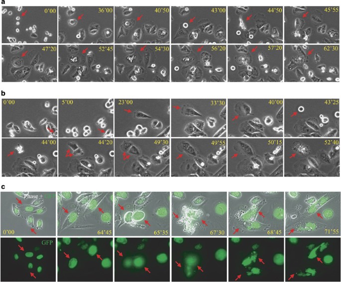 Mechanism of cell death resulting from DNA interstrand cross-linking in  mammalian cells | Cell Death & Disease