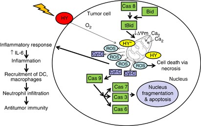 Hypericin-photodynamic therapy leads to interleukin-6 secretion by 