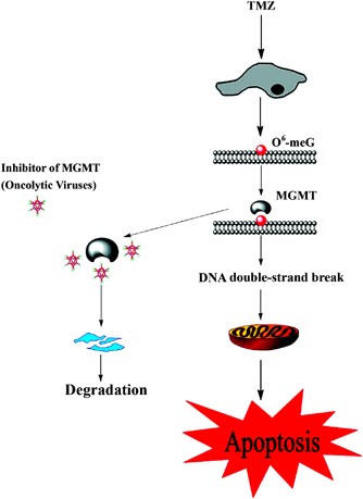 6 methylguanine dna methyltransferase