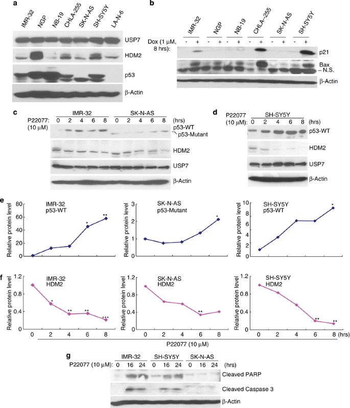 Usp7 Inhibitor P22077 Inhibits Neuroblastoma Growth Via Inducing P53 Mediated Apoptosis Cell Death Disease