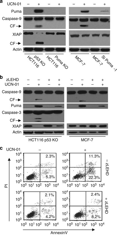 Caspase-9 mediates Puma activation in UCN-01-induced apoptosis | Cell Death  & Disease