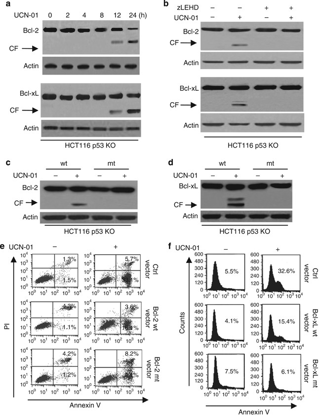 Caspase-9 mediates Puma activation in UCN-01-induced apoptosis | Cell Death  & Disease
