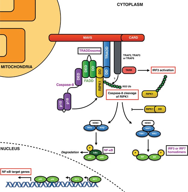 Death Inducing Signaling Complex Wikipedia