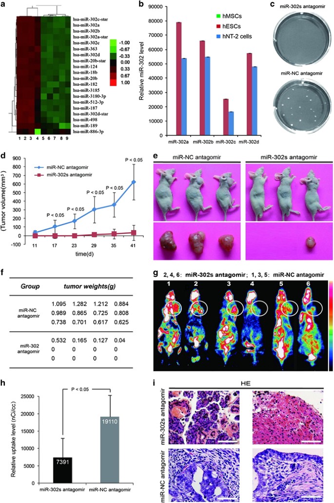 miR-302 regulates pluripotency, teratoma formation and differentiation in  stem cells via an AKT1/OCT4-dependent manner | Cell Death & Disease