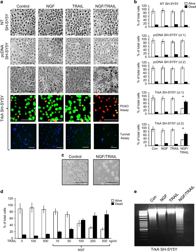 Ngf Sensitizes Trka Sh Sy5y Neuroblastoma Cells To Trail Induced Apoptosis Cell Death Discovery