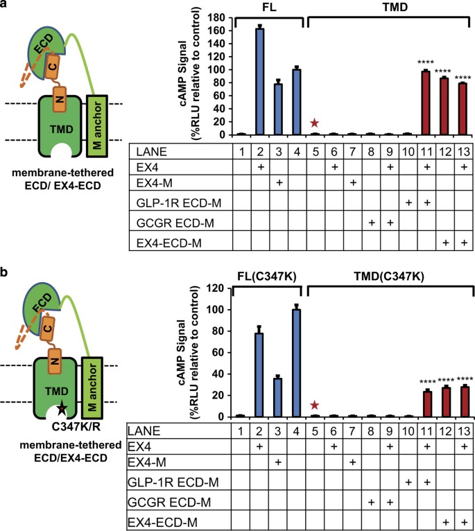 tranont activate glp 1 reviews An intrinsic agonist mechanism for activation of glucagon-like peptide-1  receptor by its extracellular domain