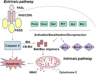 Mitones Manual corto A review of the role of Puma, Noxa and Bim in the tumorigenesis, therapy  and drug resistance of chronic lymphocytic leukemia | Cancer Gene Therapy