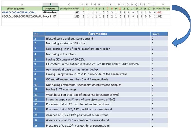 Precise And Efficient Sirna Design A Key Point In Competent Gene Silencing Cancer Gene Therapy