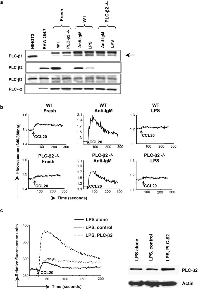 Pathway Selective Suppression Of Chemokine Receptor Signaling In B Cells By Lps Through Downregulation Of Plc B2 Cellular Molecular Immunology