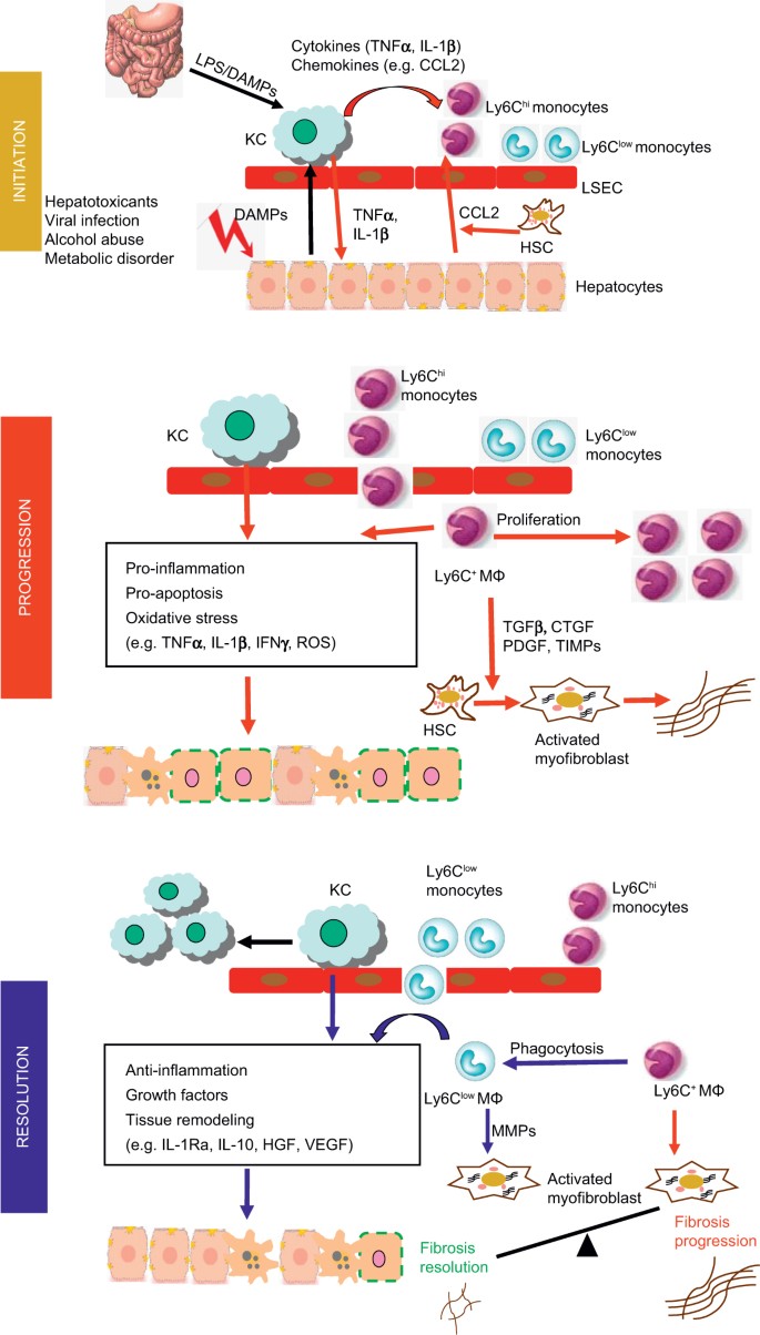 Hepatic macrophages in homeostasis and liver diseases: from 
