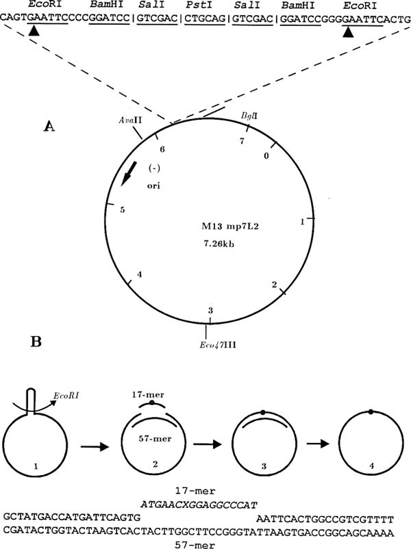 replication of m13 single stranded dna