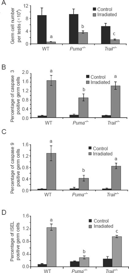A critical role of PUMA in maintenance of genomic integrity of murine  spermatogonial stem cell precursors after genotoxic stress | Cell Research