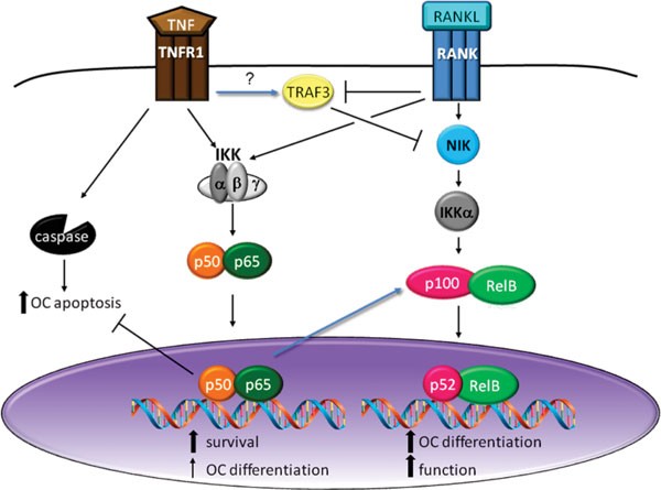 kapacitet Pligt fly Role of NF-κB in the skeleton | Cell Research