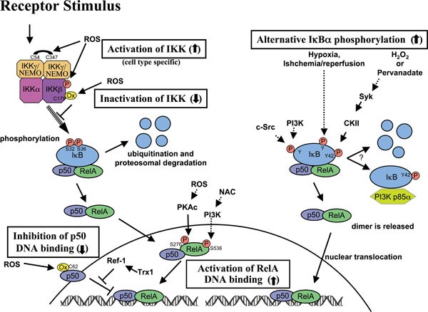 Crosstalk of reactive oxygen species and NF-κB signaling | Cell Research