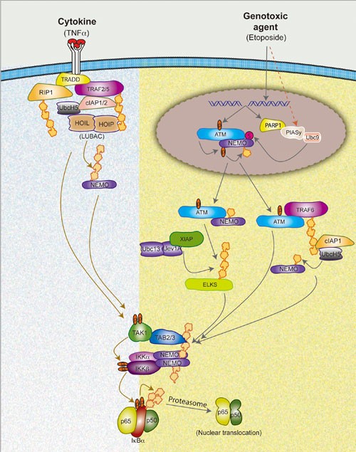 Nuclear initiated NF-κB signaling: NEMO and ATM take center stage | Cell  Research
