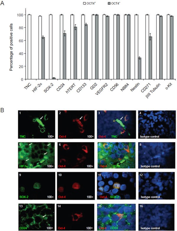 Anti-Oct-4 Antibody, clone 10H11.2 clone 10H11.2, Chemicon®, from