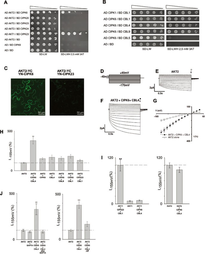Calcium Dependent Modulation And Plasma Membrane Targeting Of The Akt2 Potassium Channel By The Cbl4 Cipk6 Calcium Sensor Protein Kinase Complex Cell Research Calcium Dependent Modulation And Plasma Membrane Targeting Of The Akt2 Potassium Channel By The Cbl4 Cipk6 Calcium Sensor Protein Kinase Complex Cell Research
