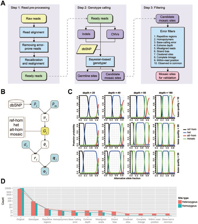Postzygotic single-nucleotide mosaicisms in whole-genome sequences of  clinically unremarkable individuals | Cell Research