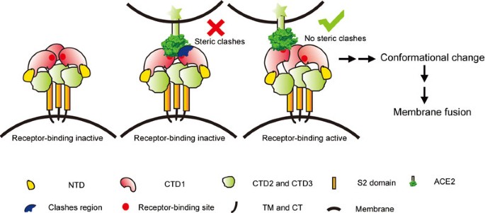 Cryo-EM reveals ligand binding in the SARS-CoV-2 spike protein and the  human CDK-activating kinase - Bitesize Bio