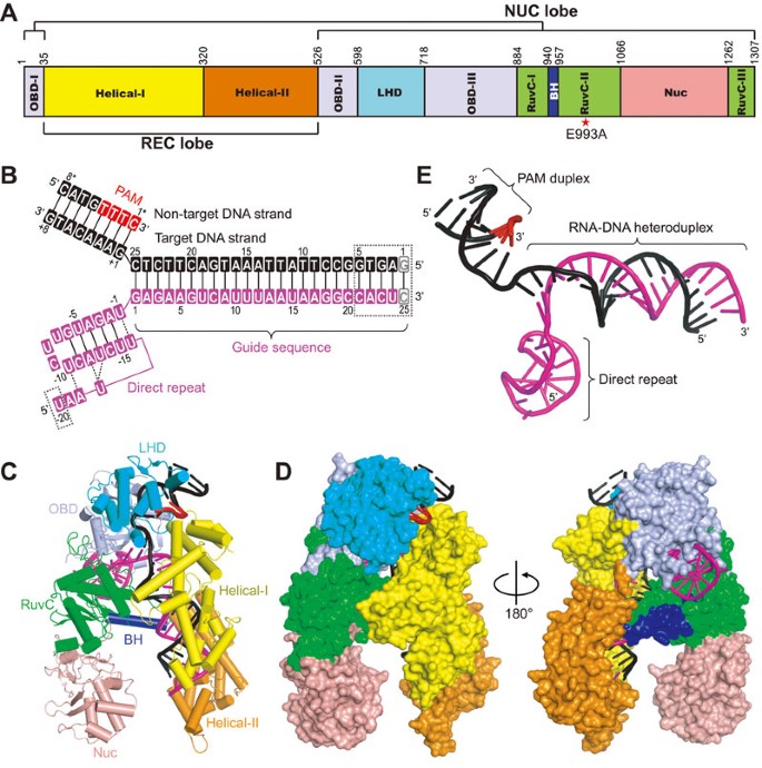 Type V Crispr Cas Cpf1 Endonuclease Employs A Unique Mechanism For Crrna Mediated Target Dna Recognition Cell Research Type V Crispr Cas Cpf1 Endonuclease Employs A Unique Mechanism For Crrna Mediated Target Dna Recognition Cell Research