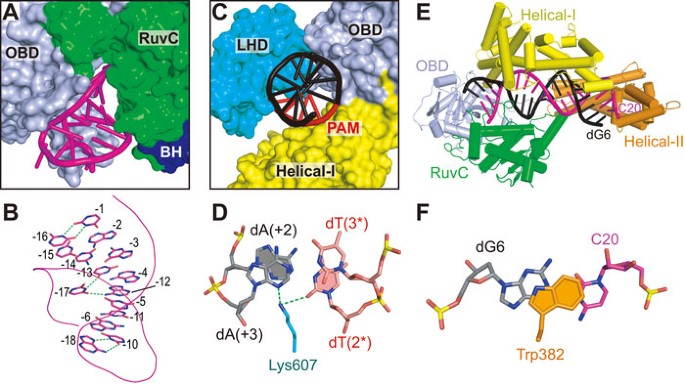 Type V Crispr Cas Cpf1 Endonuclease Employs A Unique Mechanism For Crrna Mediated Target Dna Recognition Cell Research Type V Crispr Cas Cpf1 Endonuclease Employs A Unique Mechanism For Crrna Mediated Target Dna Recognition Cell Research